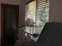 kittens - 071507 3